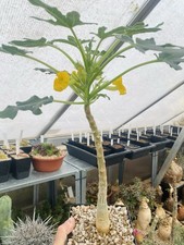 Uncarina roeoesliana - , à