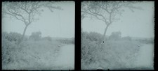FRANCE Paysage Arbre c1930 Photo NEGATIVE Vintage Plaque verre V24L8n2 