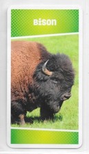 Carte Cartatoto - Bison