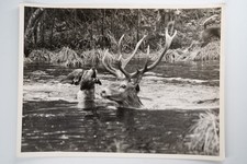 PHOTO Argentique	France	chasse