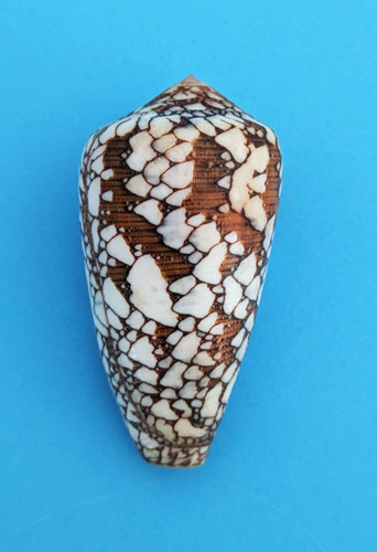 Conus behelokensis