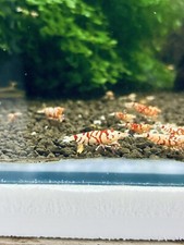 Belle Crevette Fancy Tiger Red