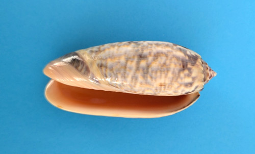 Oliva lamberti - , (miniaceoliva)