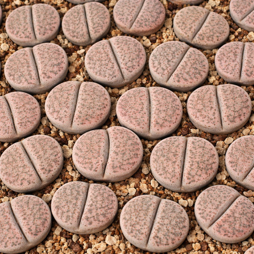Lithops terricolor c254 seeds - terricolor,