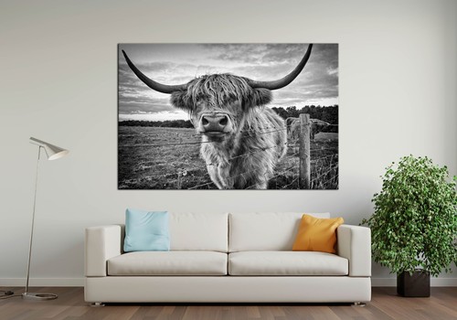 Bull canvas wall - bull,
