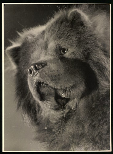 Photographie chow - dog, en