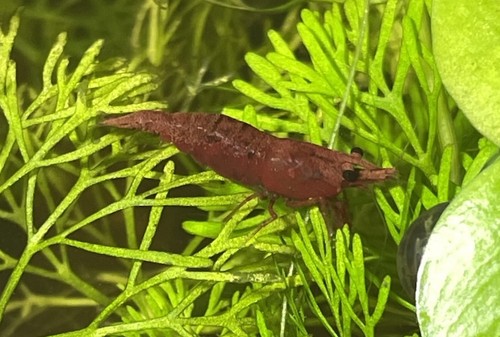 Lot crevettes rouges - lot,