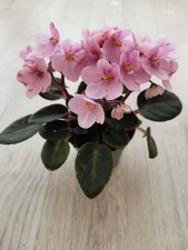 Bouture de Mini Saintpaulia