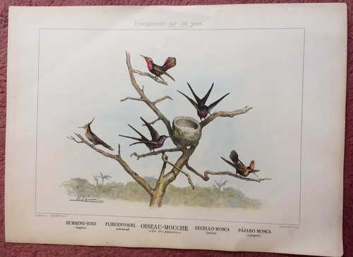 Oiseau mouche par olivier de - par,