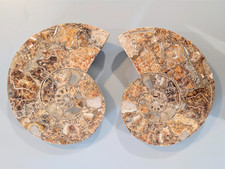 Rare Grand Fossile Ammonite Cleoniceras Paire 2 moitiés 36 cm Albien Madagascar 