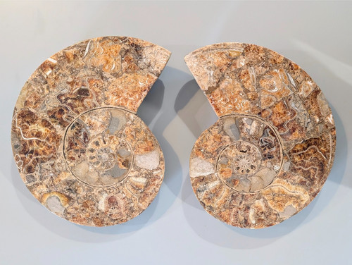 Rare grand fossile ammonite - grand,