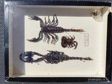 collection insectes entomologie taxidermie cabinet de curiosités Scorpion