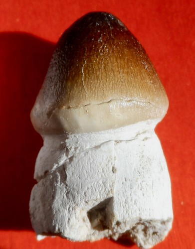 Dent mosasaure globidens - ,,