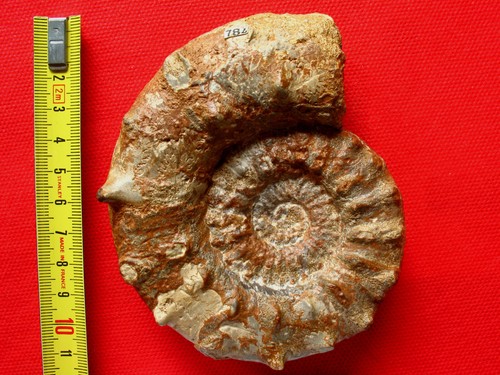 Ammonite oxfordien - ammonite, l'oxfordien