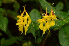 RARE 25 graines d' IMPATIENTE