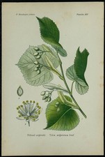 1898ca - Tilleul argenté -