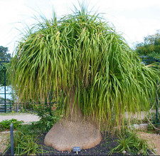 Nolina (sin. Beaucarnea) longifolia 10-15cm -