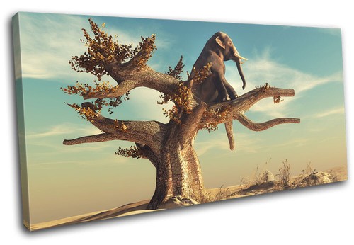 Elephant tree desert - tree,