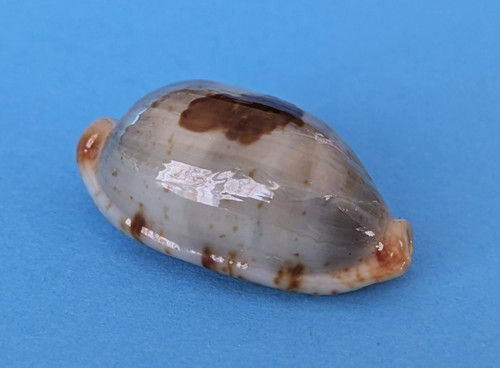 Cypraea diauges salaryensis