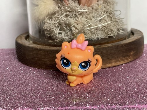 Petshop chaton pomeranian - 🌸petshop,