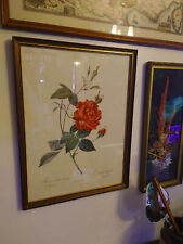 Reproduction encadrée "Rosier du Bengale" de PJ redouté pinx
