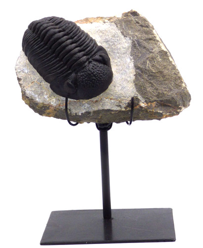 Fossil trilobite drotops - fossil,