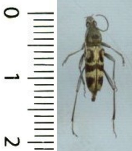 Cerambycidae chlorophorus - -,