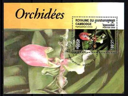 Fleurs orchidées cambodge - -,