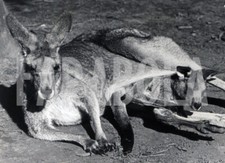 Photo De Presse Vintage UK