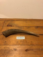 Hill Country Cow large horn