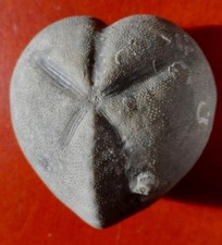 OURSIN FOSSILE CRÉTACÉ