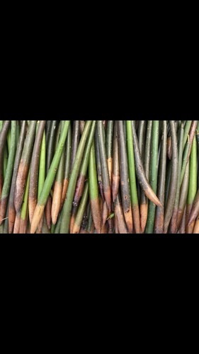 Mangrove pneumatophores 250pcs - mangrove,