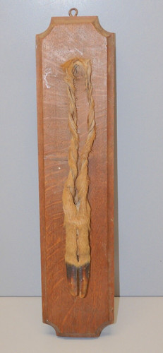 Ancien trophee chasse - -ancien,