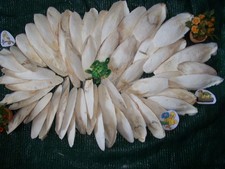 os de seiche,  2  kg. 14-21  cm. tortue perruche canari perroquet