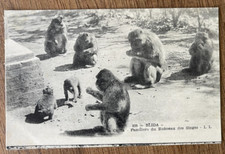 CPA Carte Postale - ALGERIE - BLIDA - Familiers du Ruisseau des Singes