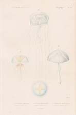 Lymnorea Triedra Méduse