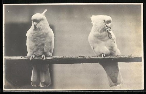 Deux cacatoès sur - une, tige