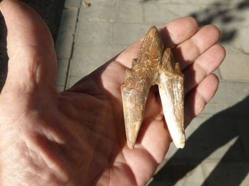Molaire fossilisee - molaire, de