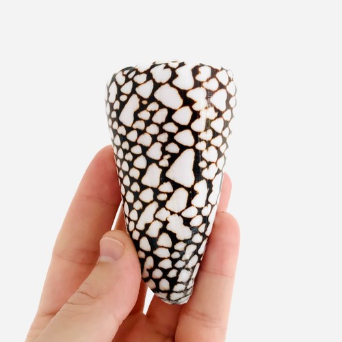Conus marmoreus grand - conus,