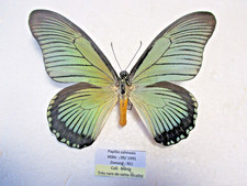 Entomologie Papilionidae Papilio zalmoxis, Mâle provenance rare RCI