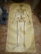 GRANDE AFFICHE TOILE ANATOMIE ANATOMIQUE SQUELETTE 186cm NEUES & COMPANY 1951