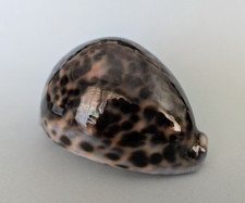 Cypraea Tigris 87,3 mm