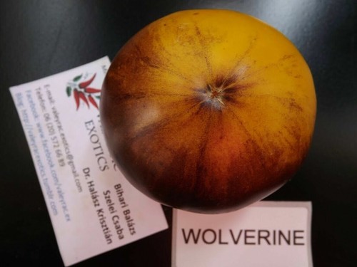 Tomate wolverine graines - tomate, 5+