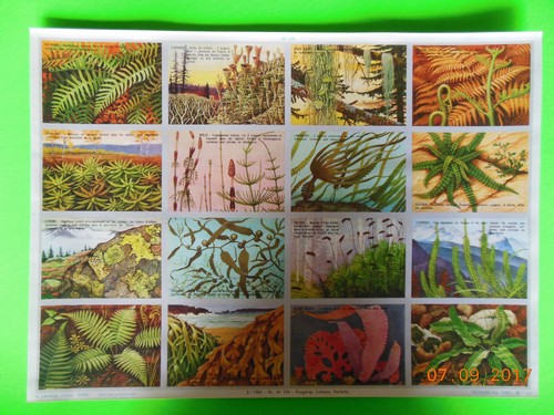 Planche ancienne images - 1,