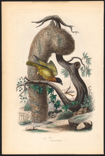 1854 gravure originale - 1854,
