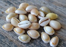 lots de 30 Cauris dos fermer