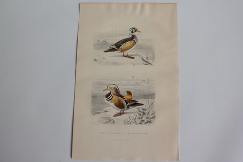 Gravure buffon canard - gravure,