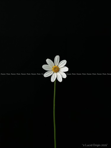 Photo fleurs graphiques - photo,