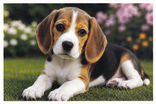 Carte postale bébé chien - 🦬carte,