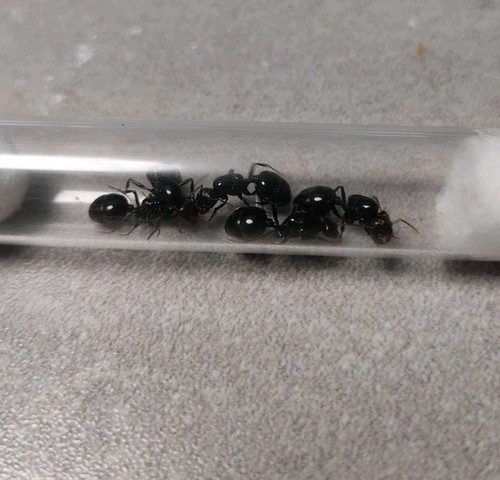 Fourmis messor barbarus - fourmis, 5